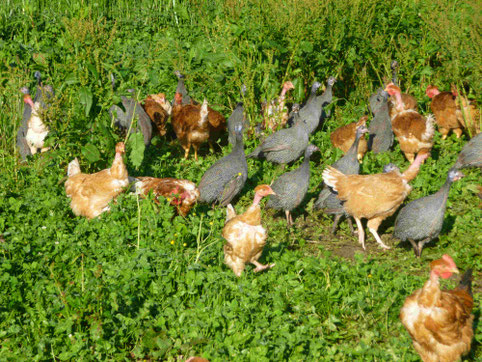 Volailles la ferme des échelles