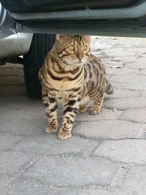 hijo de bindi con aguila