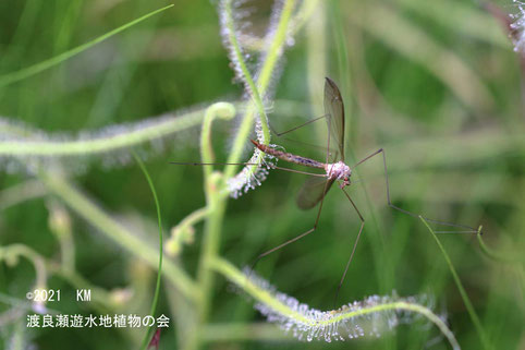 渡良瀬遊水地に生育するシロバナナガバノイシモチソウがガガンボの類を捕虫したところの画像