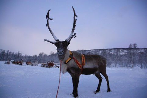 A reindeer standing in deep snow, harnessed to a wooden sleigh, with frosty air and forest trees in the background, representing Sámi culture and Arctic tradition.