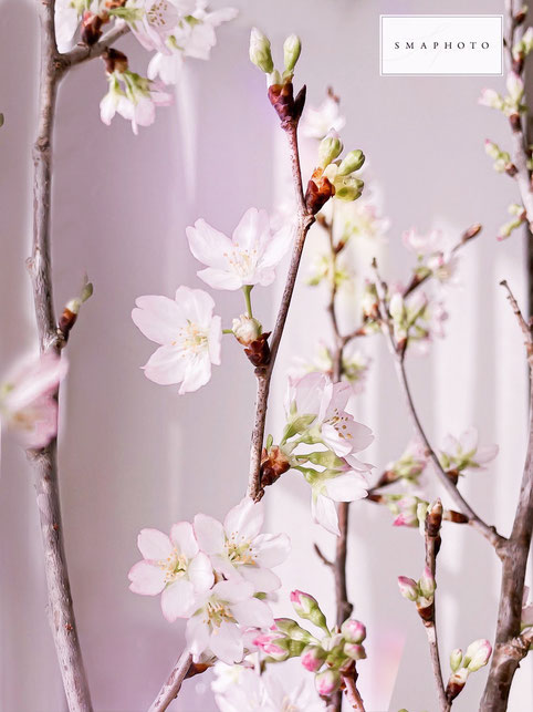 桜　撮り方　スマホ　iPhone