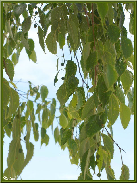 Arbre à l'entrée du jardin de l'abbaye de Silvacane, Vallée de la Basse Durance (13)