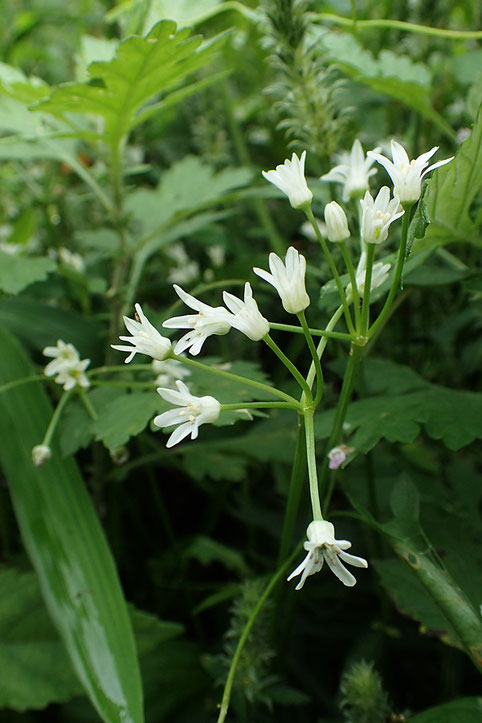 根生葉は前年の秋に出て翌年夏に枯れ、その後花茎を伸ばすので今はありません