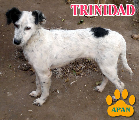 trinidad en adopcion