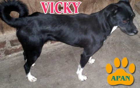 vicky en adopcion