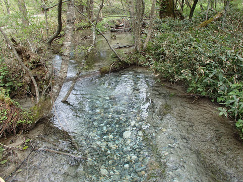 右岸を流れる小川