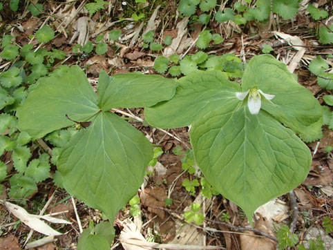 延齢草と深山延齢草