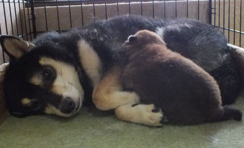 黒柴福ちゃんと子犬１頭の画像です。