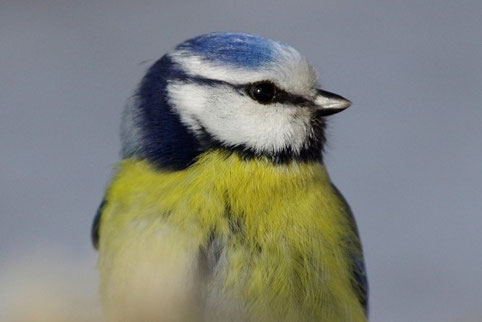 Foto: Blaumeise von W. Borok 