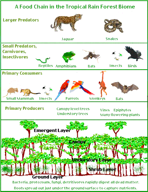 Tropical rainforest food chain
