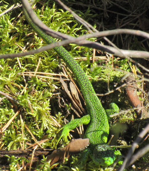 Et pour finir sur une bonne image, voici le "lézard" de Jean-Pierre