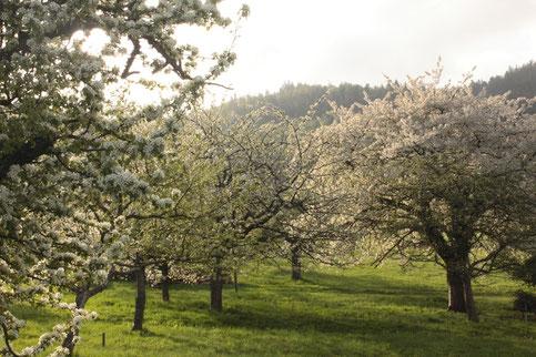 Wanderbeginn bei Loffenau - es geht entlang von blühenden Obstbäumen (G. Franke)