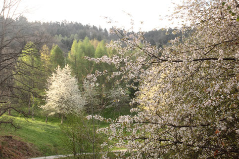 Frühling - zwischen Loffenau und Lautenbach (G. Franke, 06.04.2017)