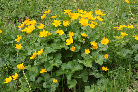 Im Igelbachtal blühen Sumpf-Dotterblumenm, Caltha palustris (G. Franke)