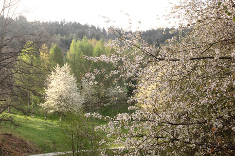 am Waldrand bei Loffenau (G. Franke)