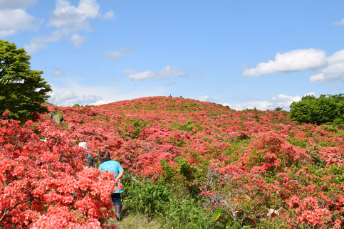 室根山に咲くヤマツツジの群落
