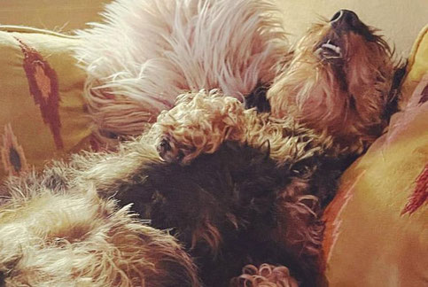 Hunde sind überall herzlich willkommen im Hotel