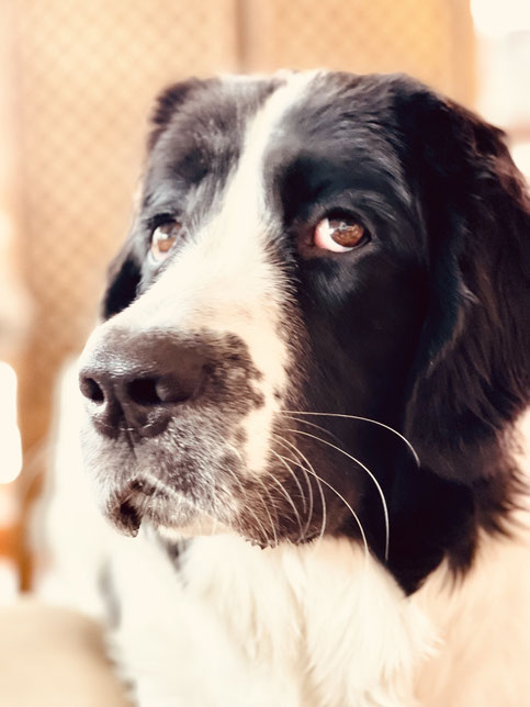 Hunde sind überall herzlich willkommen im Hotel