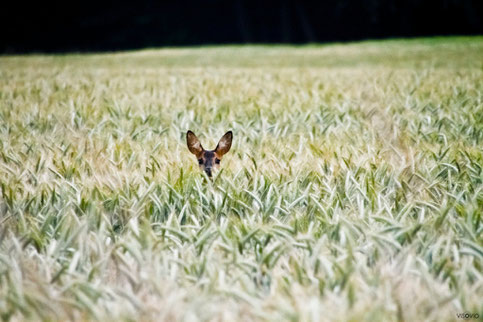 blutmondreh |visovio 062011 |  projekt traumtiere #reh #blutmond #tierfotografie #feld #waldundwiese