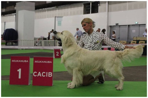 Multi CH.Butterfl'Highland Give Me The Moon ,1er exc classe Champion CACIB 