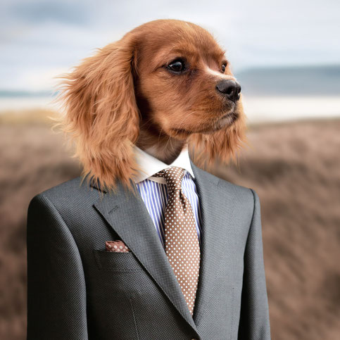 Fotomontage: Ein Hund im Anzug