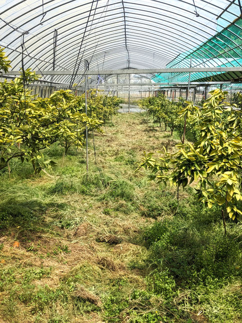 除草剤は使いたくない…というこだわり