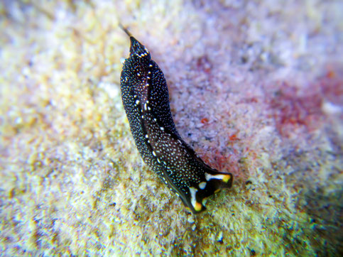 Photo : Jm Levy  Taille: 8mm  Pf <1m  Site : Raroia, Tuamotu Côte ouest 
