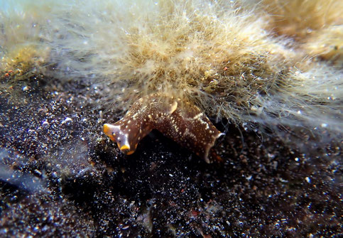 Photo : Jm Levy Taille: 10mm Pf : 2m Site : Ua pou