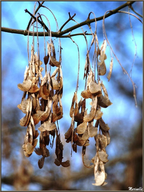 Gousses de fruits en hiver du Robinier ou (faux) Acacia, flore Bassin d'Arcachon (33)  