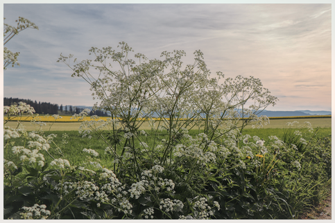 Der Wiesenkerbel