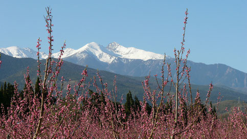 Canigou mit Pfirsischbäumen, Frankreich, Katalonien, Roussillon