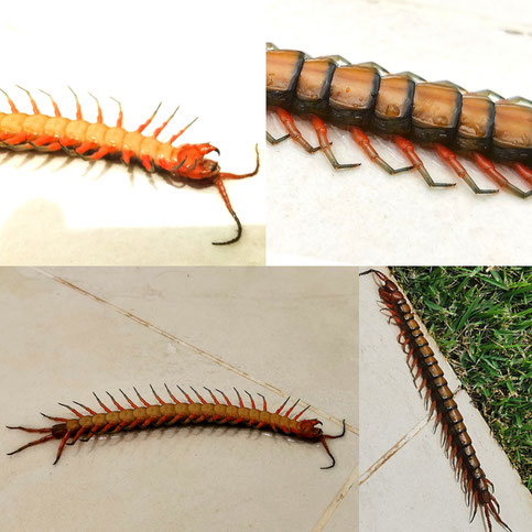 Hundertfüßer, Tausendfüßer, Insekten, Gefahr von Tieren, Südamerika, Karibik