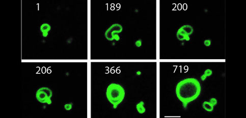 Croissance continue d'une membrane artificielle. Les membranes cellulaires en croissance sont observées dans cette séquence temporelle (les chiffres correspondent aux minutes de la durée).