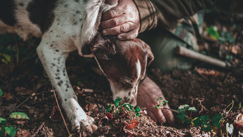 Teil 1 - Die Trüffelhundeausbildung - Wie wird mein Hund ein Trüffelhund und zum Trüffelsuchen ausgebildet