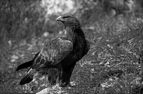 Semblable à cet aigle royal un juvénile a été observé dans la forêt du Bager d'Oloron