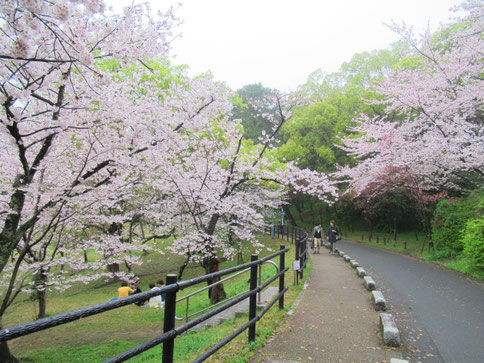 さくらの名所「西公園」満開です！