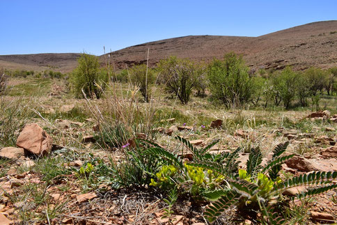 Astragalus caprinus, plante-hôte, région d'Igherm, Anti-Atlas sud-occidental, 2018, ©Frédérique Courtin-Tarrier  