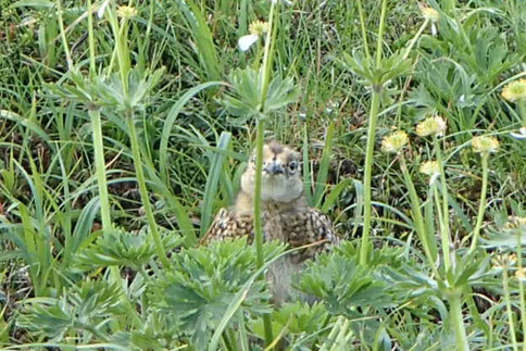 ライチョウ　登山　ガイド