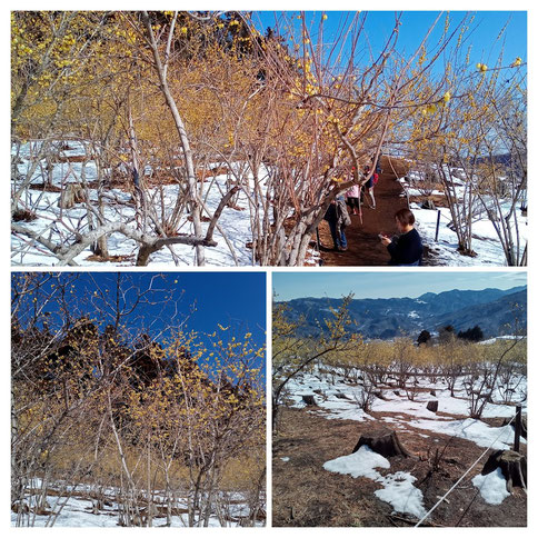 これが、宝登山蠟梅まつりで～す！