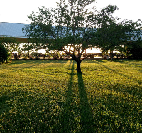 Lovely summer sunset in Fredericksburg, Texas. Becker Vineyards was so fun! I highly recommend visiting it if you're in the area.