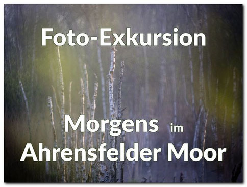 Foto-Exkursion Morgens ins Ahrensfelder Moor im Programm der BioS Osterholz