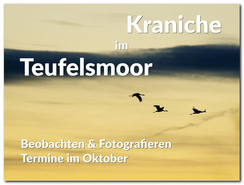 Kraniche beobachten und fotografieren im Teufelsmoor