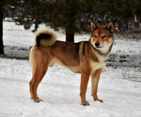 四国犬 Shikoku Ken #Shikoku #breeding , nederlandse shikoku fokker