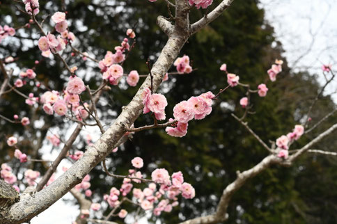 ときわ,梅の木の種類