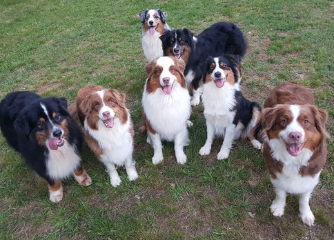 Accueil Berger Australien Soleil De La Cote D Argent