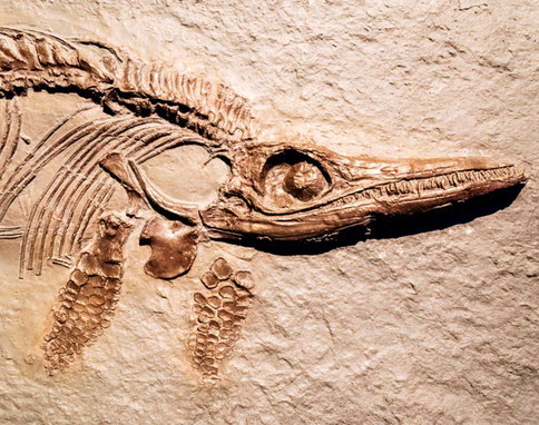 donde estudiar paleontología