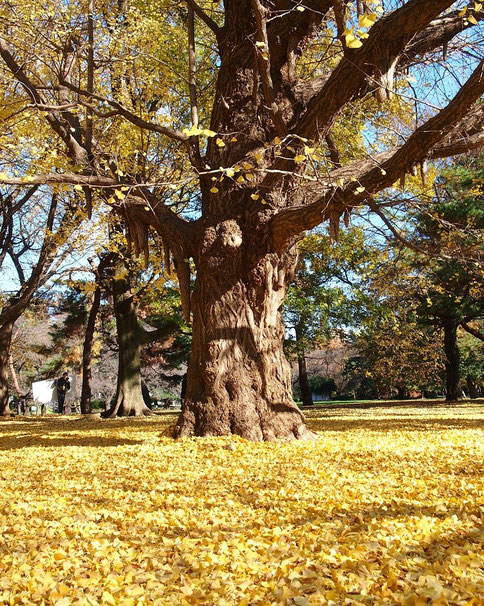 ●イチョウの古木