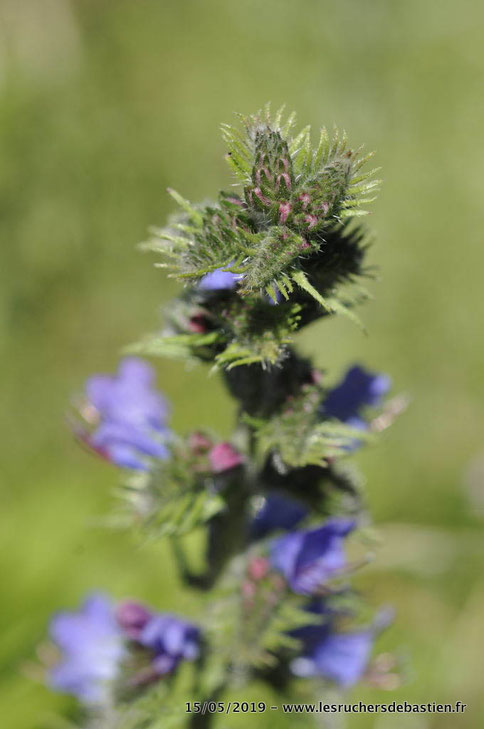 Bouton de fleurs de la vipérine, Ventalon en Cévennes