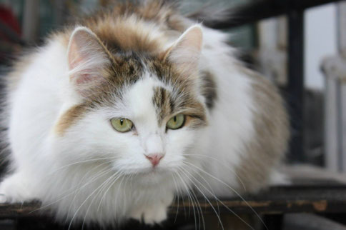 Yukiko Samhain di Sinfonia felina