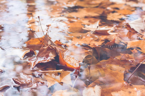 fotografia, naturaleza, aranjuez, hojas, otoño